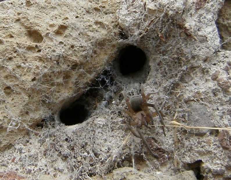 Loxosceles rufescens